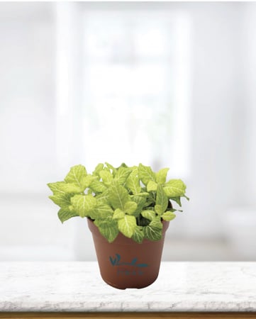 فتونيا خضراء مركن 12 سم