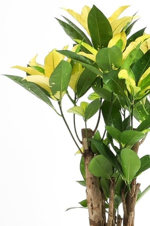 كوراتون مركن 17 سم