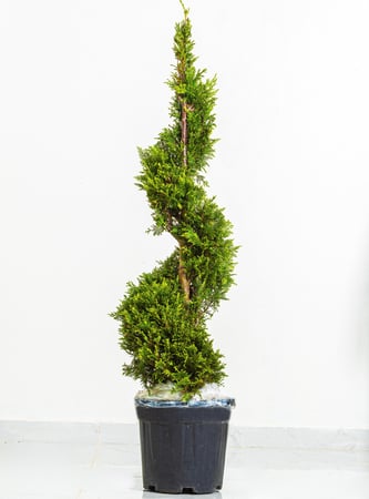 سرو ايطالي حلزوني مركن 38 سم