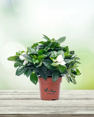 جاردينيا هولندي مركن 12 سم