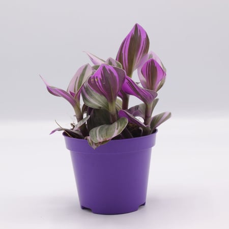 ترادسكانتيا صغيرة