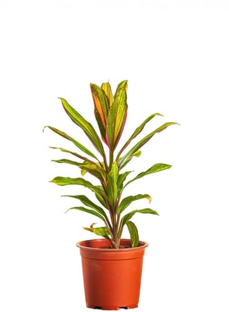 كوردالين جلوكا مركن 17 سم