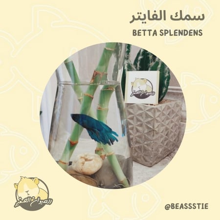 سمك - الفايتر