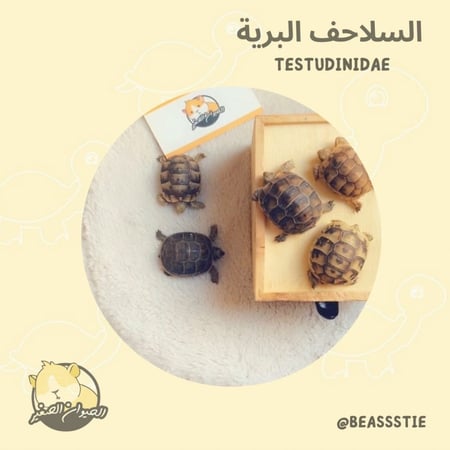 السلاحف البرية