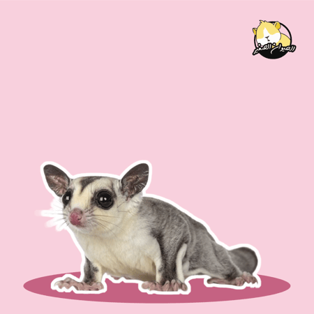 شوقر قلايدر " للحجز "