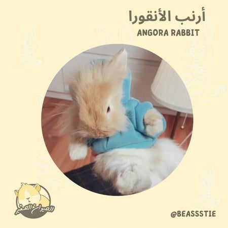 أرنب - الأنقورا " للحجز"