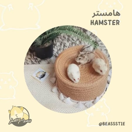 القدًاد - هامستر