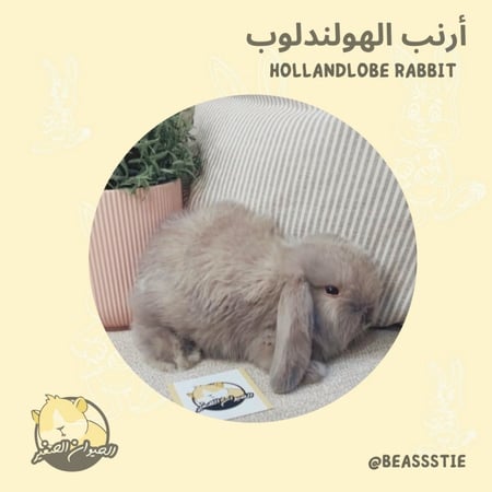 أرنب - هولندلوب