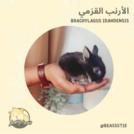 أرنب - نذرلاند القزم "للحجز"