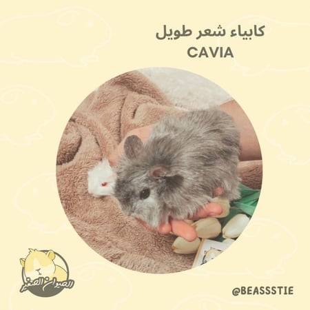 كابياء - الوبر