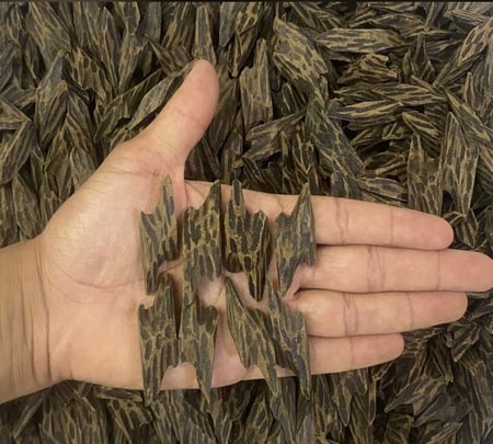 عود تايقر كمبودي ملكي محسن