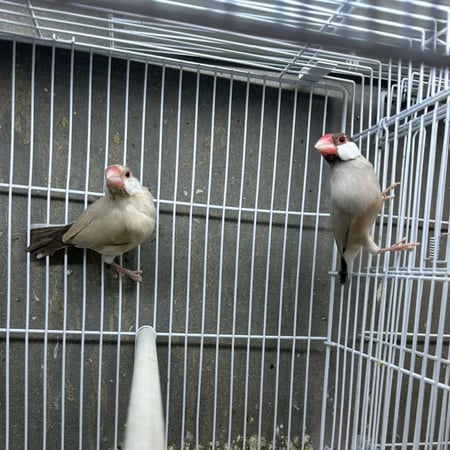 زوج جاوا كريمي