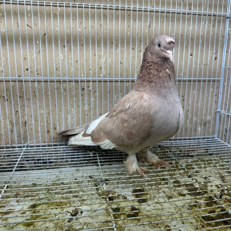 زوج حمام تركي