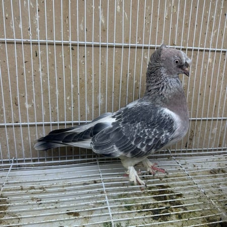 زوج حمام تركي