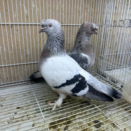 زوج حمام تركي