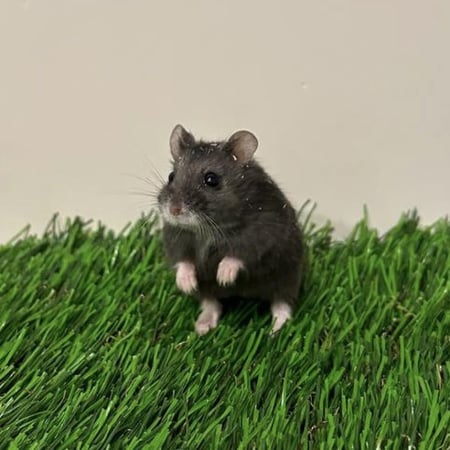 هامستر روسي اسود