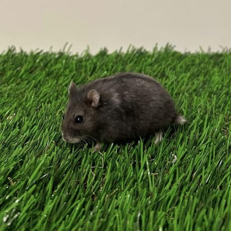 هامستر روسي اسود