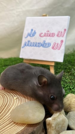 هامستر أسود سوري (Syrian Hamster Black)