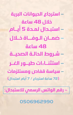 هامستر أسود سوري (Syrian Hamster Black)