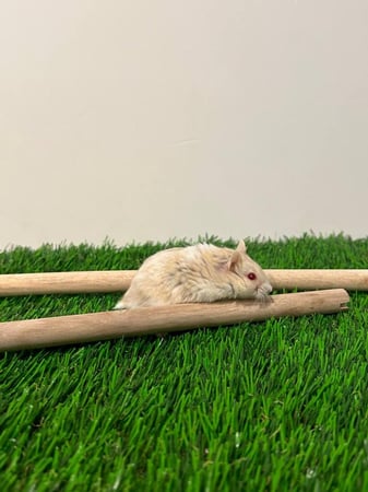 هامستر روسي بيج