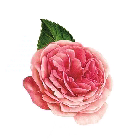 بيلكا جل الورد الدمشقي لترطيب تحت العين ومضاد للشيخوخة - 25 مل