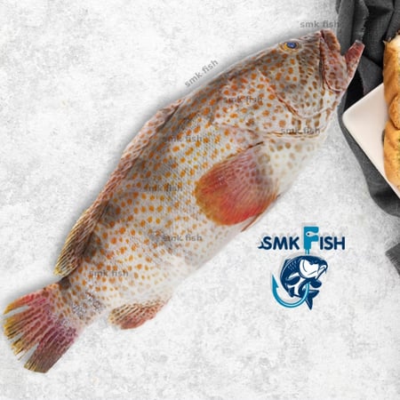 هامور كيلو hamor 1k