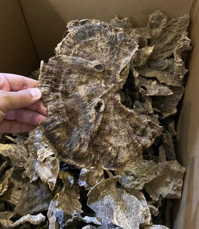 عود كمبودي قديم سوبر مرتفع بالجملة