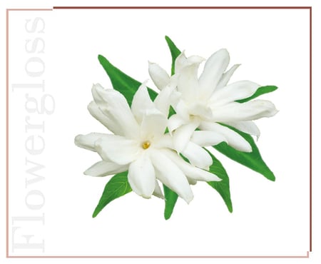 قلوس شفاه فاخر بخلاصة الياسمين