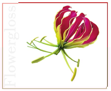 غلوس شفاه نباتي فاخر بنقاء زهرة المجد