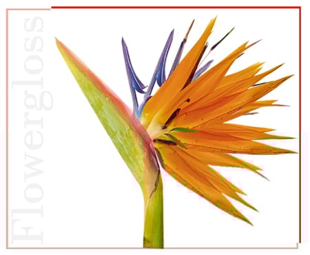 قلوس  شفاه نباتي مستوحى من زهرة القِصْبَة