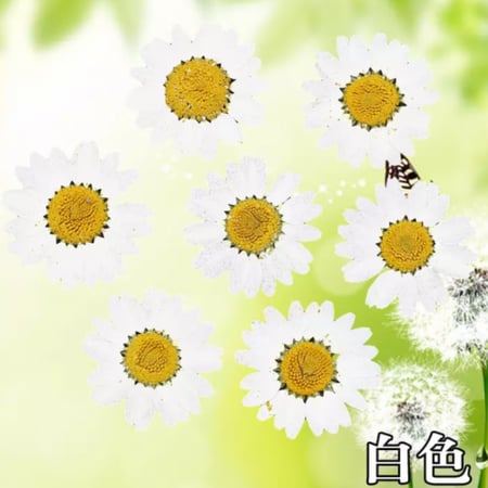 ورد مجفف ابيض