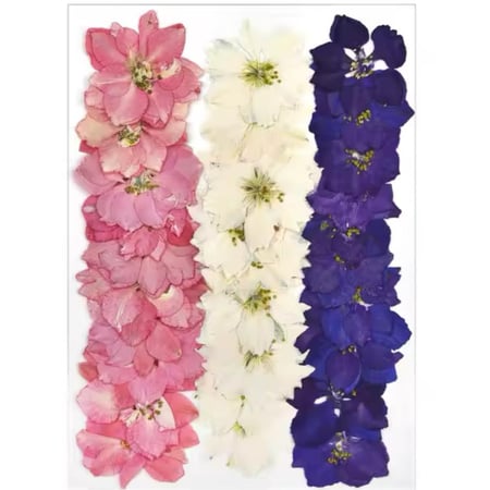 ورد مجفف ملون