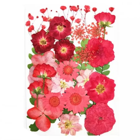 ورد مجفف احمر