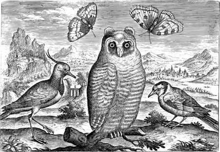 قلم فحم MENZEL SERIES 8500 فونيكس