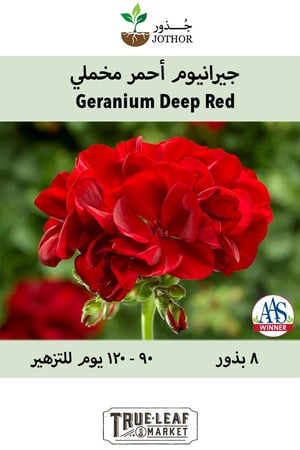 بذور جيرانيوم احمر مخملي - Deep Red Geranium Seeds