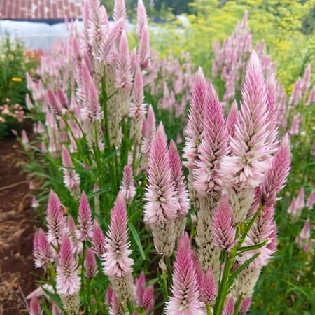 بذور عرف الديك فلامينجو - Flamingo Feather Celosia Seed