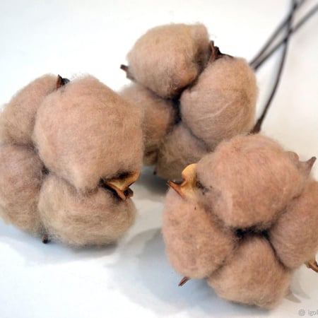 بذور قطن بني - Sea Island Brown Cotton Seeds