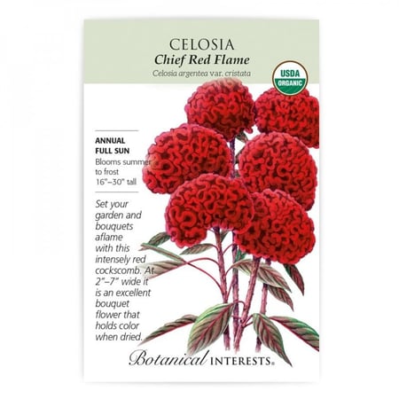 بذور سلوسيا حمراء - Celosia Chief Red Flame Seeds