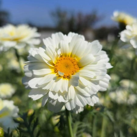 بذور اقحوان جارلاند مزدوجة منوعة - Garland Daisy Seeds