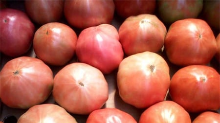 بذور بندورة جبلية لبنانية - Lebanese Mountain Tomato