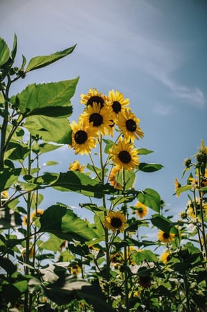 بذور دوار الشمس هنري برية - Sunflower Henry Wilde Seeds