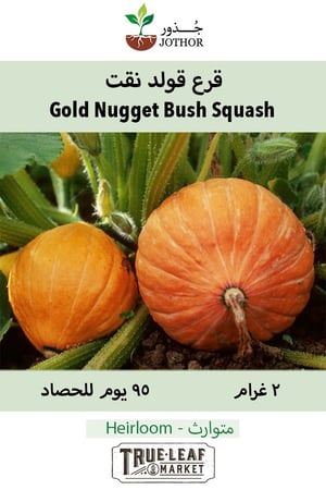 بذور قرع قولد نقت - SQUASH GOLD NUGGET Seeds