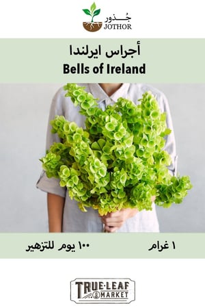 بذور اجراس ايرلندا - Bells of Ireland Seeds