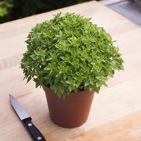 بذور ريحان يوناني قزمي - Greco a Palla Basil Seed