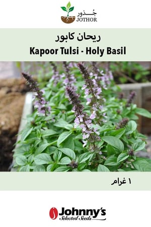 بذور ريحان كابور - Kapoor Tulsi (Holy Basil) Basil Seeds