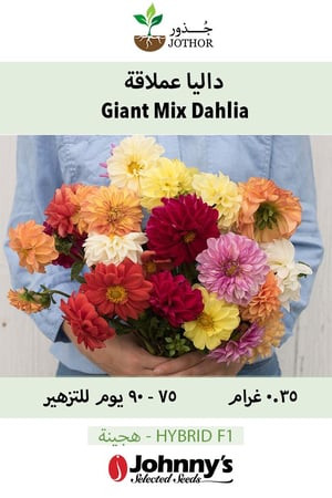 بذور داليا عملاقة - Giant Mix Dahlia Seeds