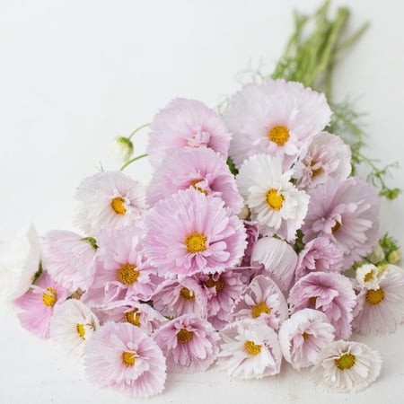 بذور كوسموس كب كيك - Cupcakes Blush Cosmos Seeds