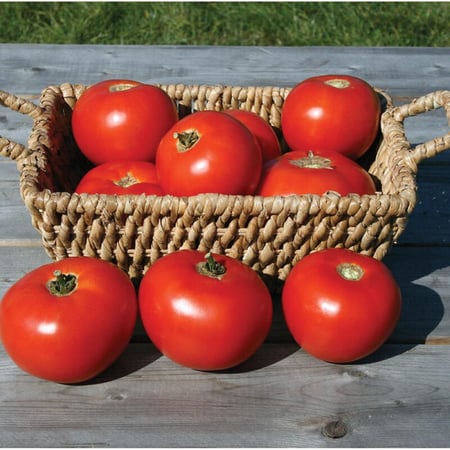 بذور طماطم جبلي بلاس مقاوم للأمراض - Mountain Fresh Plus (F1) Tomato Seed