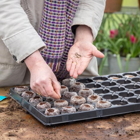 قرص تربة زراعي ( جي في ) 10 حبات - Jiffy Soil Pellets