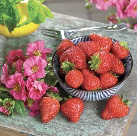 بذور فراولة كرزية - Summer Breeze Cherry Blossom (F1) Strawberry Seed